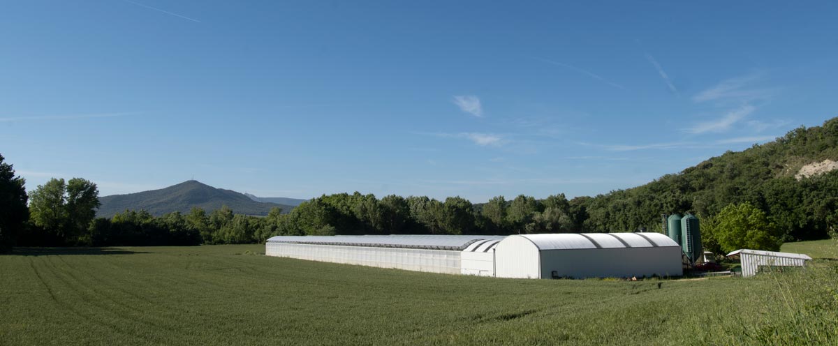 Producción y cultivo de tomate de Artabia, Navarra