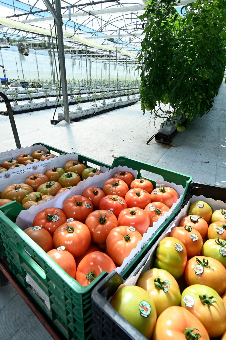 Cultivo de tomate de Artabia, cultivado en Navarra.