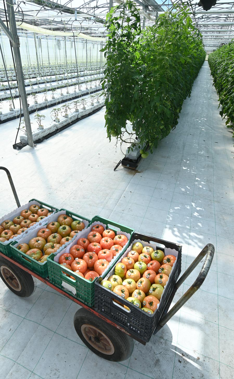 Comprar tomate de Artabia, Navarra