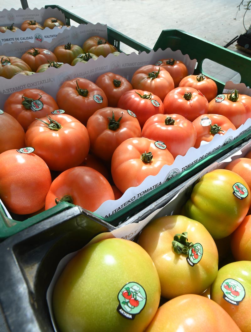 Tomate de Artabia en cajas