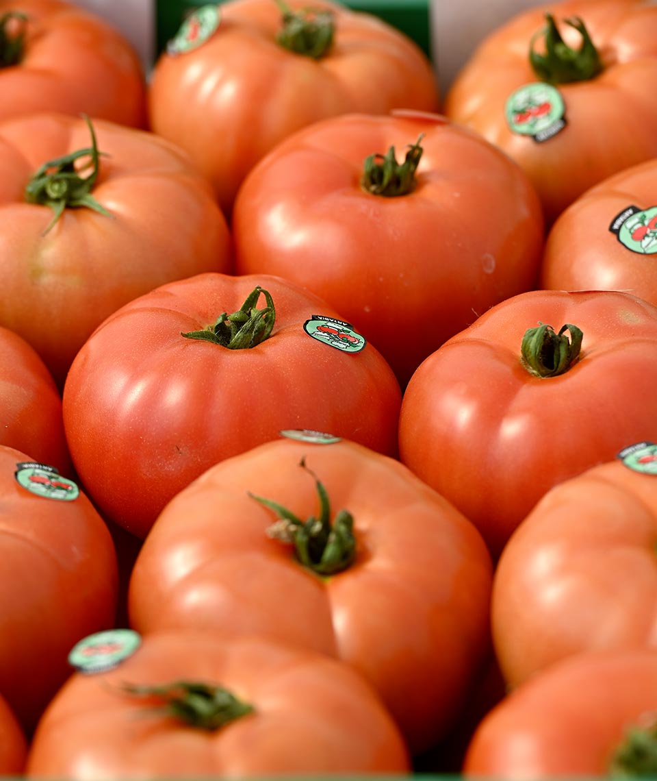 Tomate de Artabia, cultivado en Navarra. Bandeja de 5 kilos.