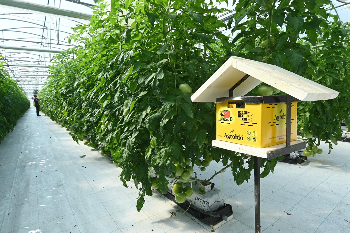 Producción y cultivo de tomate de Artabia, Navarra