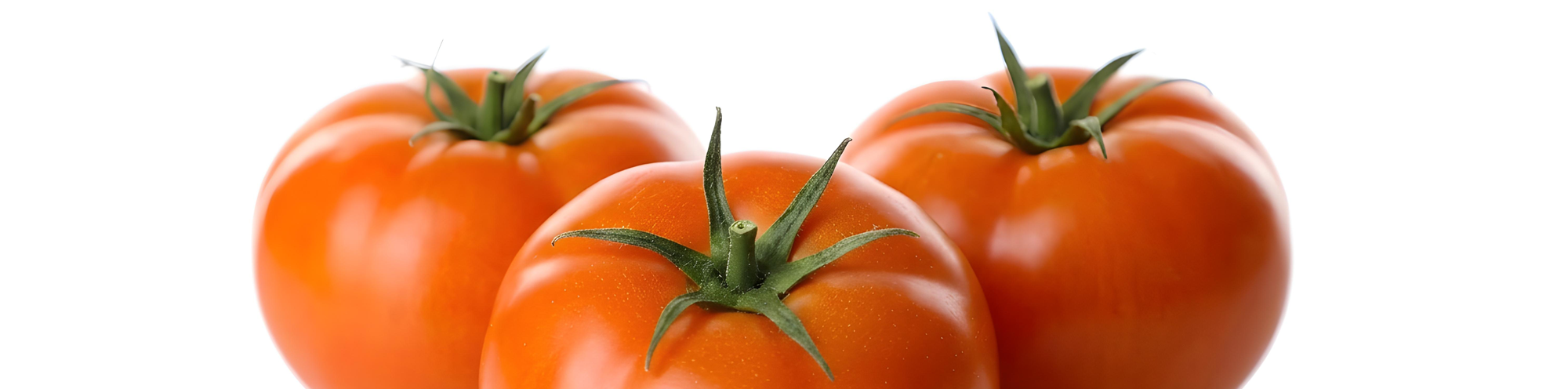 Tomate de Artabia variedad Jack cultivado en Navarra