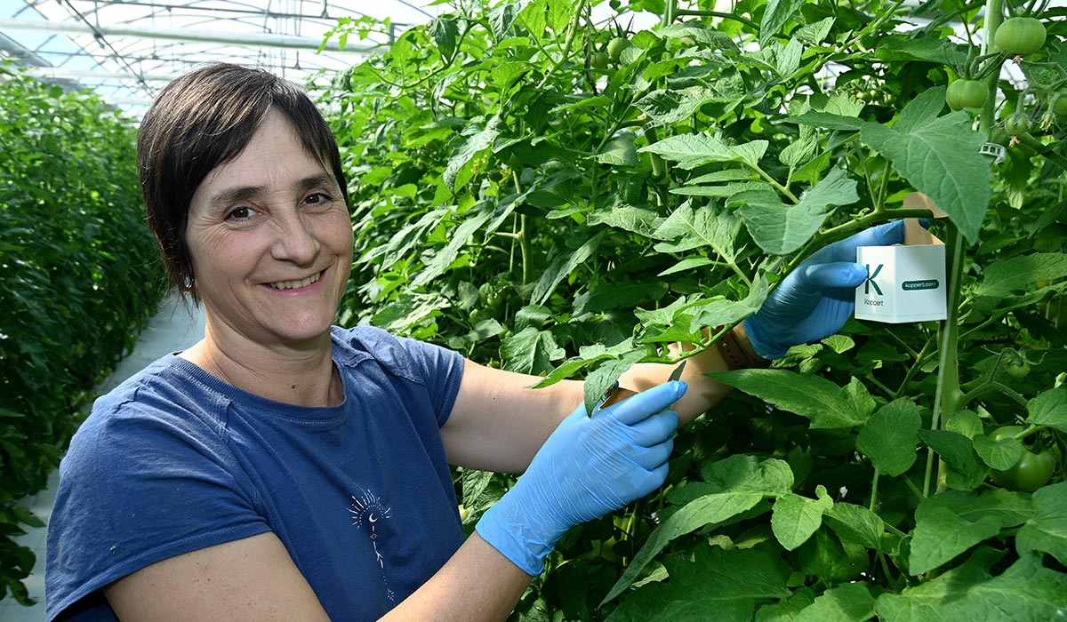 Tomate de Artabia, Karol con caja de insectos
