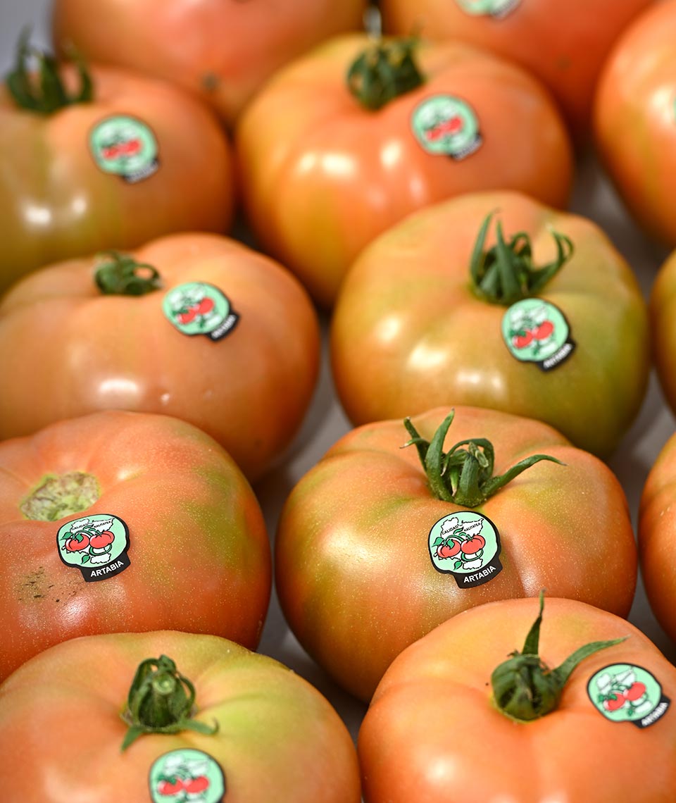 Tomate de Artabia, tamaño extra.